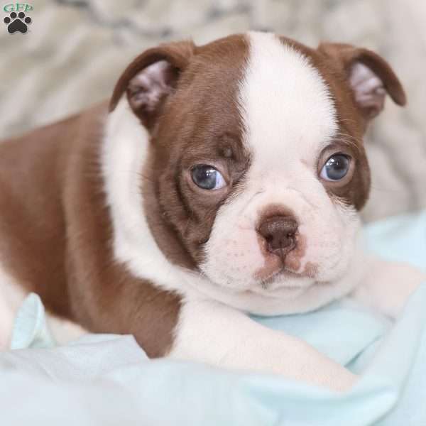 Blossom, Boston Terrier Puppy